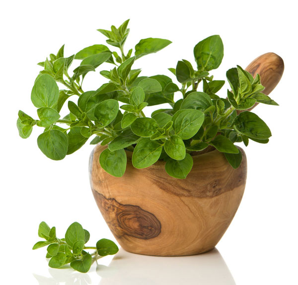 Herbal Remedies for Dog Allergies Dog Allergies Guide